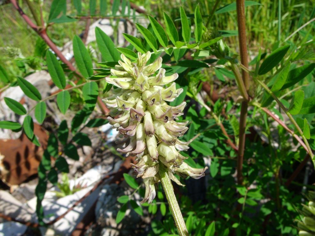 Image of Astragalus uliginosus specimen.