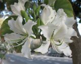 Bauhinia variegata