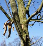 Quercus imbricaria