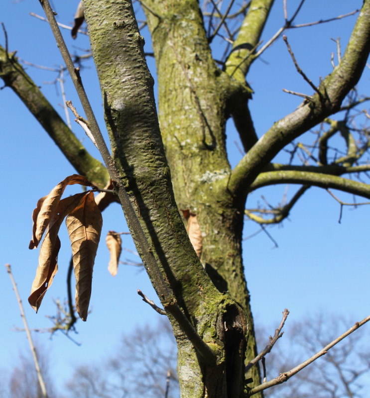 Изображение особи Quercus imbricaria.