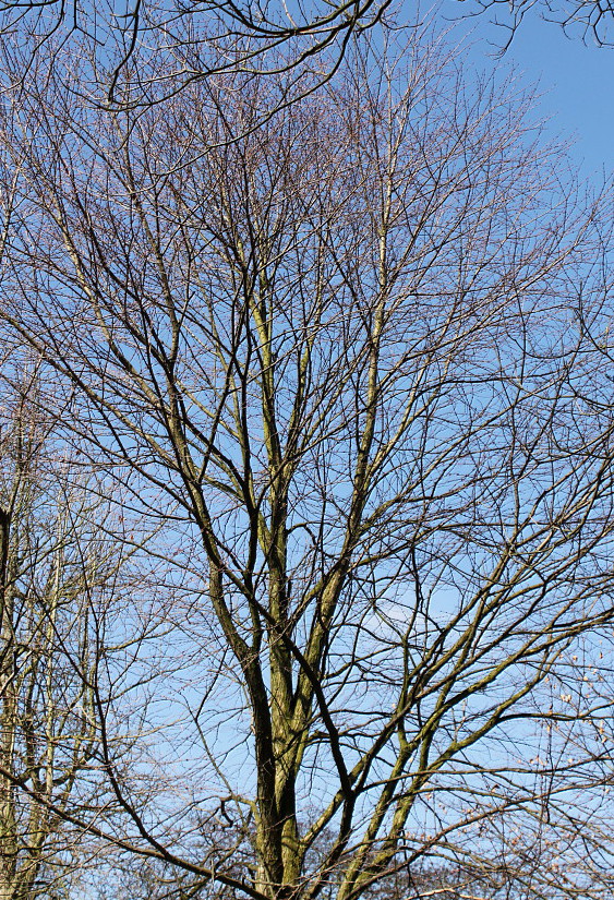 Image of Cercidiphyllum magnificum specimen.