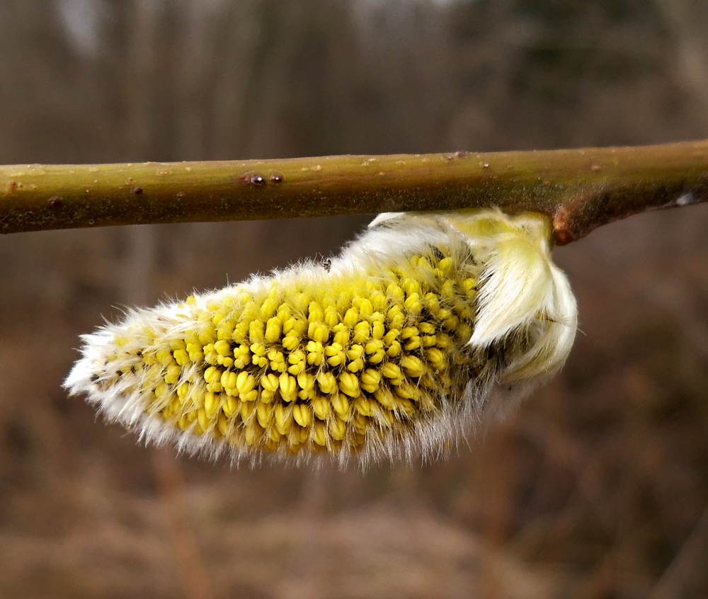 Image of Salix &times; laurina specimen.
