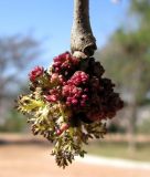 Fraxinus excelsior. Соцветие. Ставропольский край, г. Кисловодск, Крестовая гора, посадки на вершине горы. 01.04.2013.