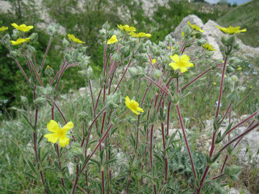 Изображение особи Potentilla pedata.