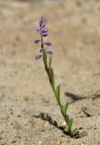 Polygala amarella