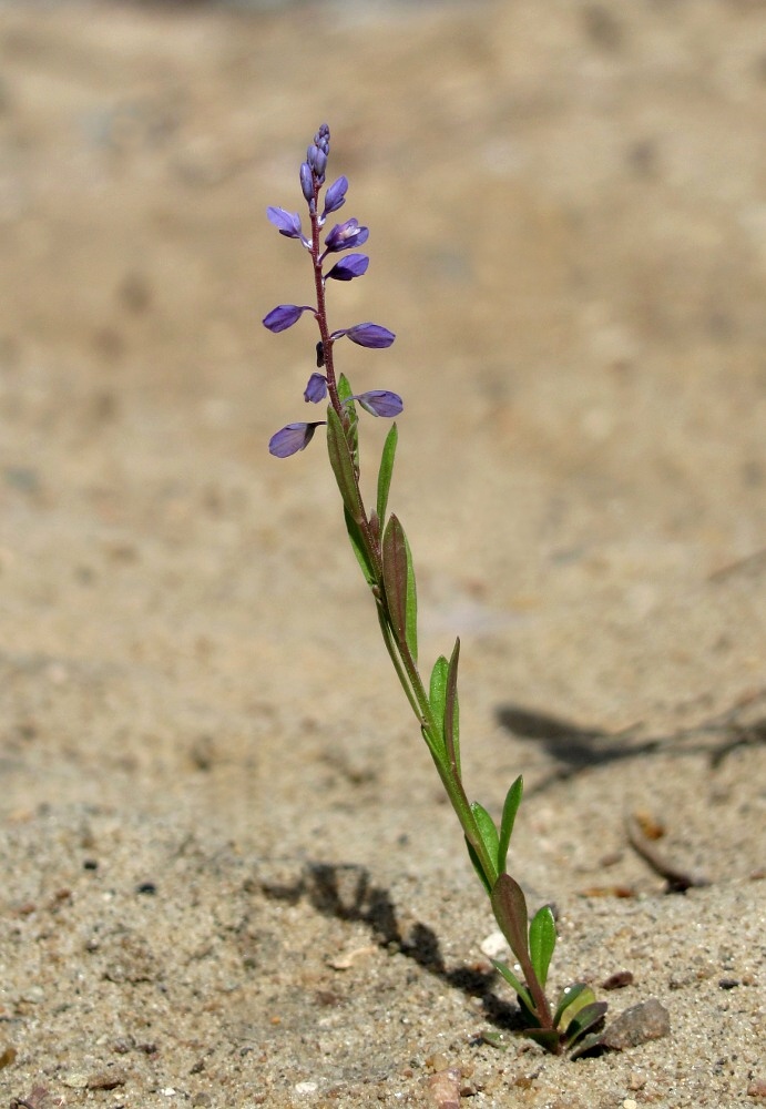 Image of Polygala amarella specimen.