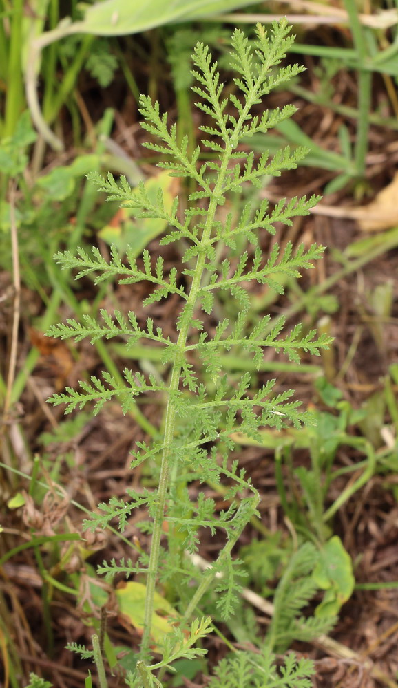 Image of Achillea nobilis specimen.