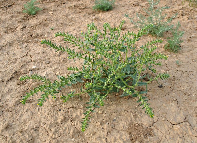 Image of Arnebia decumbens specimen.