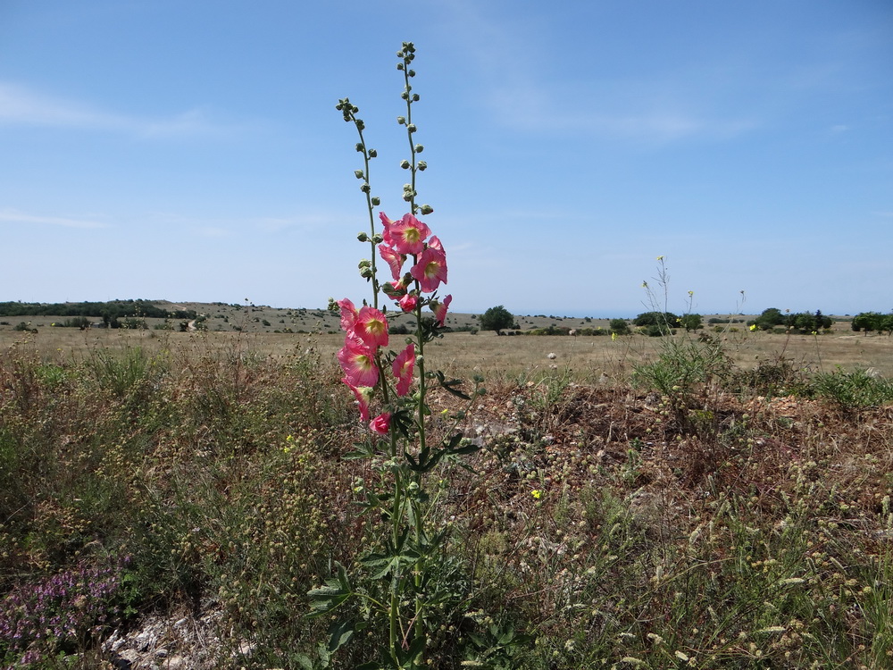 Изображение особи Alcea rosea.