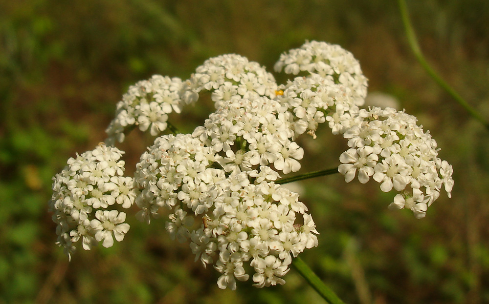 Image of Torilis japonica specimen.