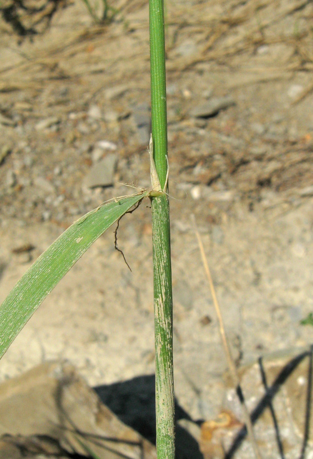 Изображение особи Agrostis gigantea.