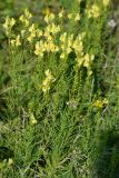 Linaria ruthenica. Цветущее растение. Крым, Байдарская долина, окр. с. Родниковое. 6 июля 2013 г.