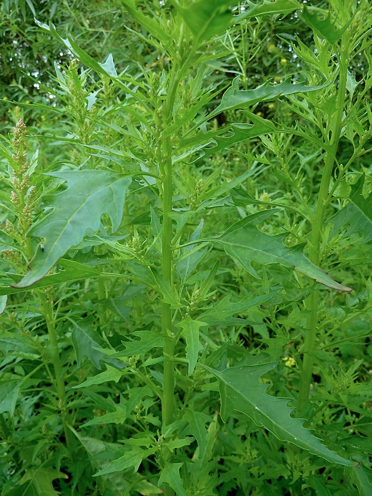 Image of Oxybasis rubra specimen.