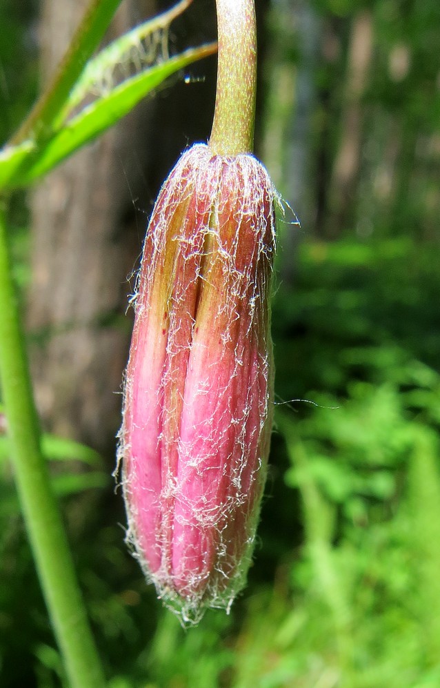 Изображение особи Lilium pilosiusculum.