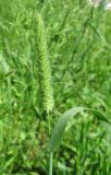 Phleum pratense