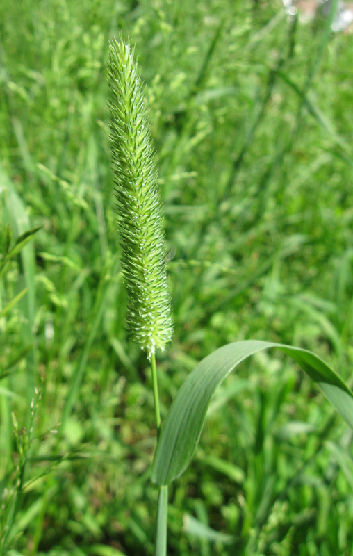 Image of Phleum pratense specimen.