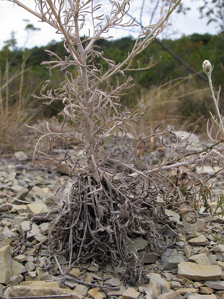 Image of Centaurea sarandinakiae specimen.