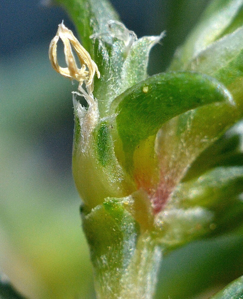 Image of Petrosimonia brachiata specimen.