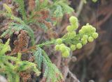 Cryptomeria japonica. Верхушка побегов с зреющими шишками. Крым, Ялтинский горсовет, пос. Никита, Никитский ботанический сад, в культуре. 5 августа 2013 г.