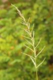 Echinochloa crus-galli. Осыпавшееся соплодие. Ростовская обл., Неклиновский р-н, Новобессергеневское с/п, балка Платонова. 06.10.2013.