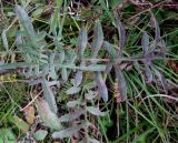 Centaurea scabiosa