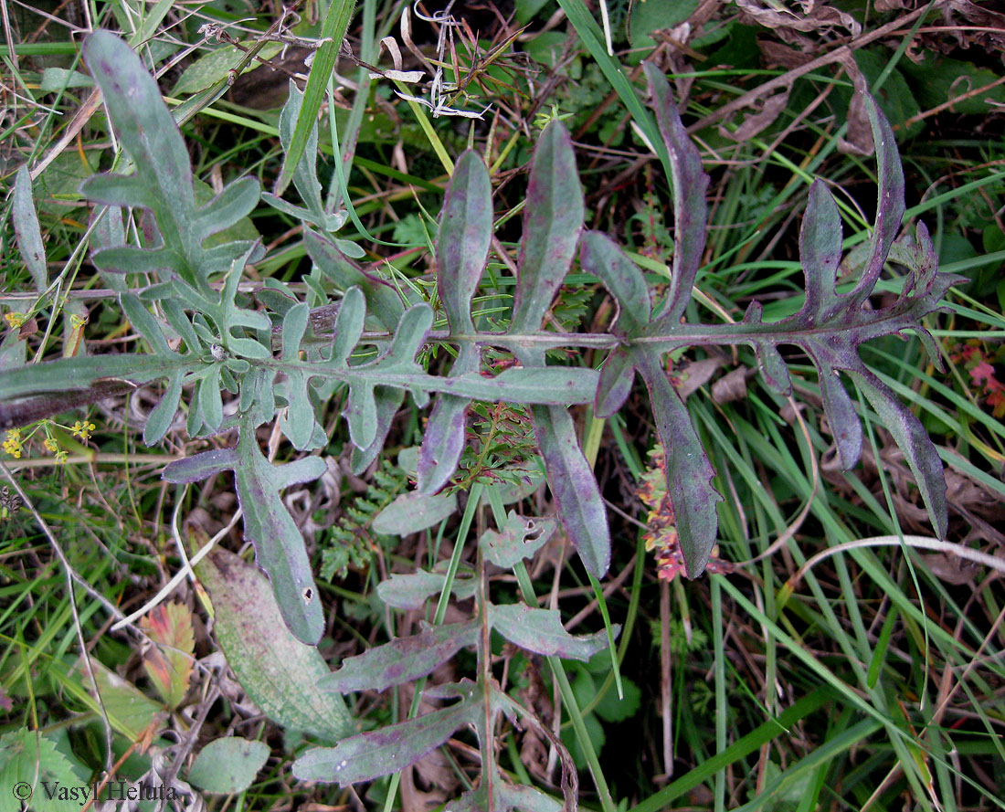 Изображение особи Centaurea scabiosa.