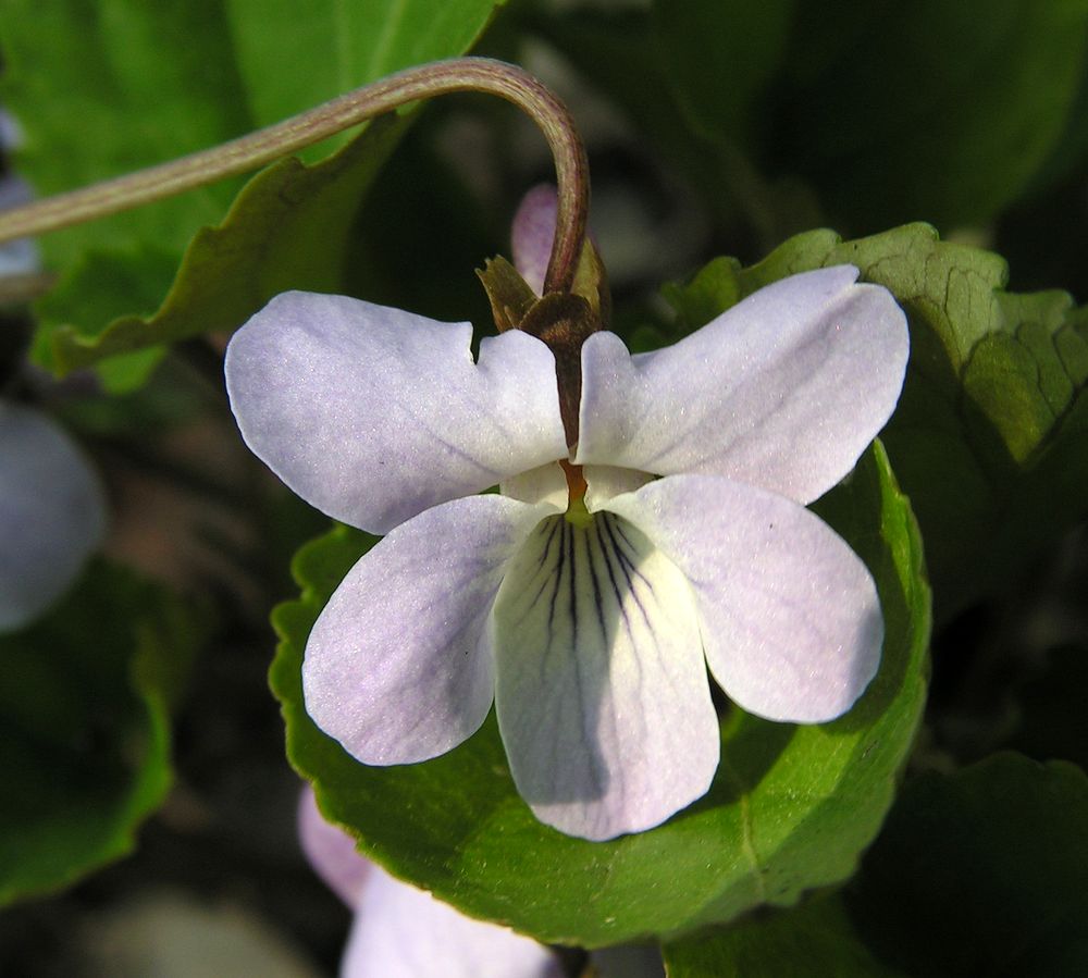 Image of genus Viola specimen.