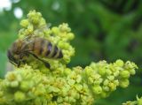 Rhus typhina