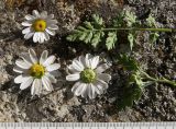 Pyrethrum parthenifolium