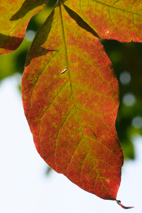 Image of Acer griseum specimen.