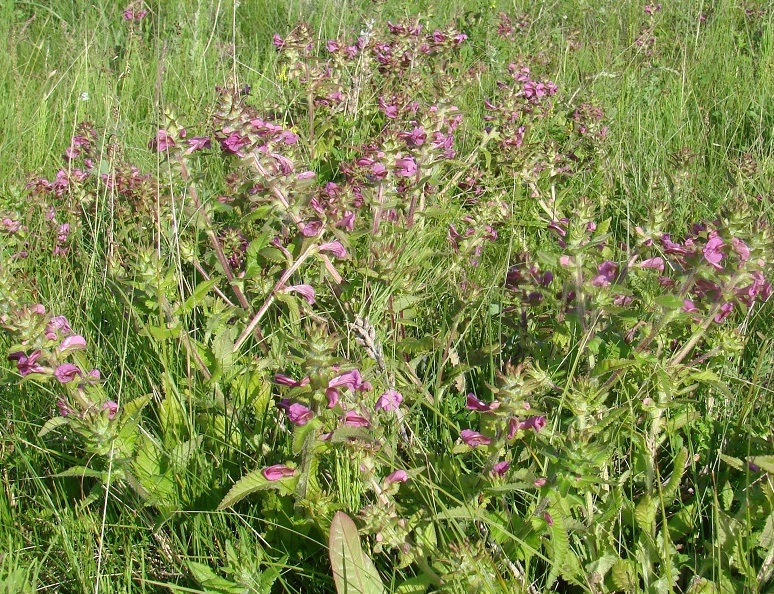 Image of Pedicularis resupinata specimen.