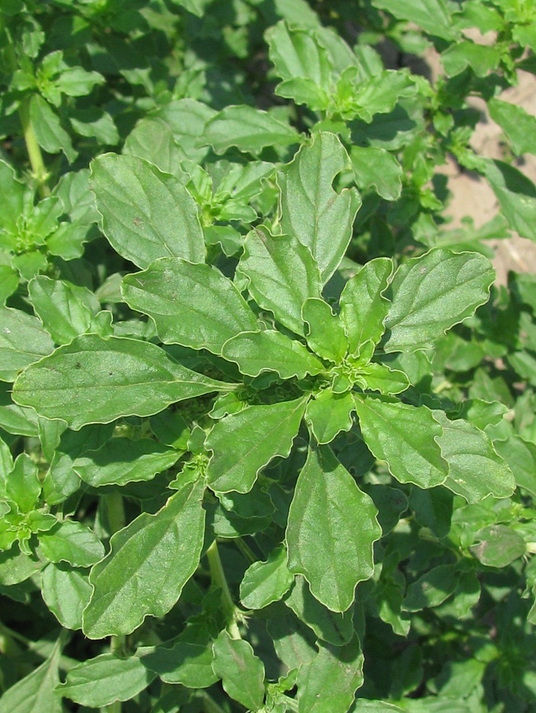 Image of Amaranthus albus specimen.