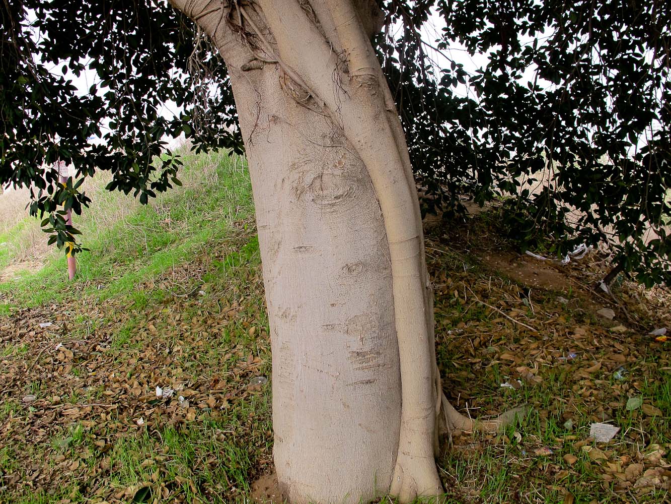 Image of Ficus obliqua specimen.