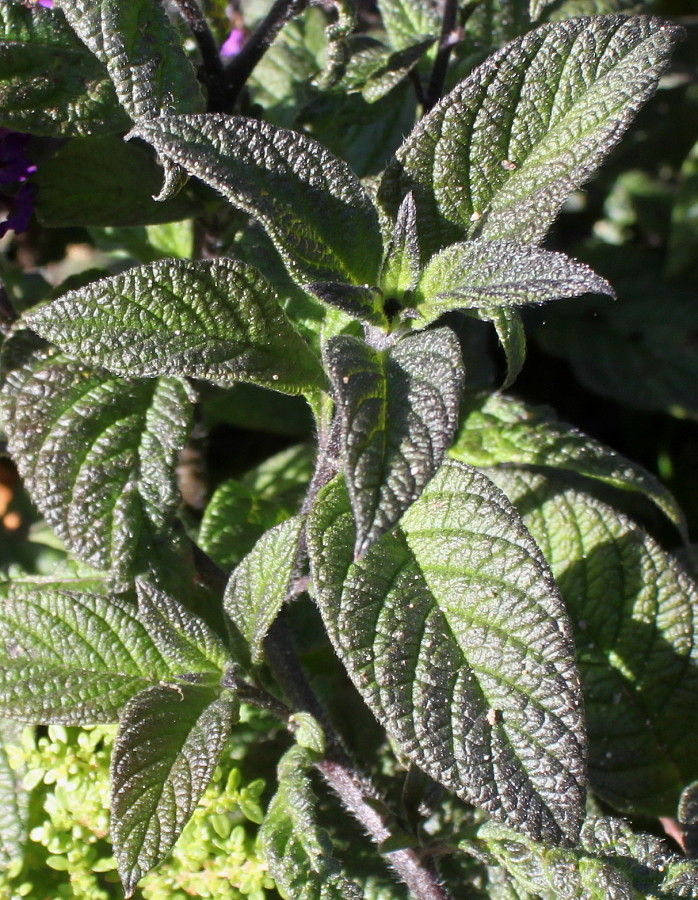 Изображение особи Heliotropium arborescens.