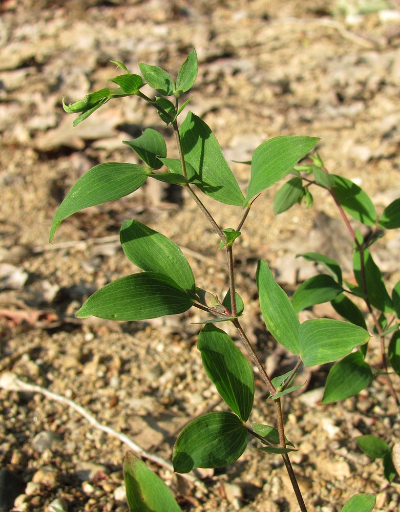 Изображение особи Lathyrus laxiflorus.