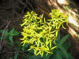 Senecio ovatus