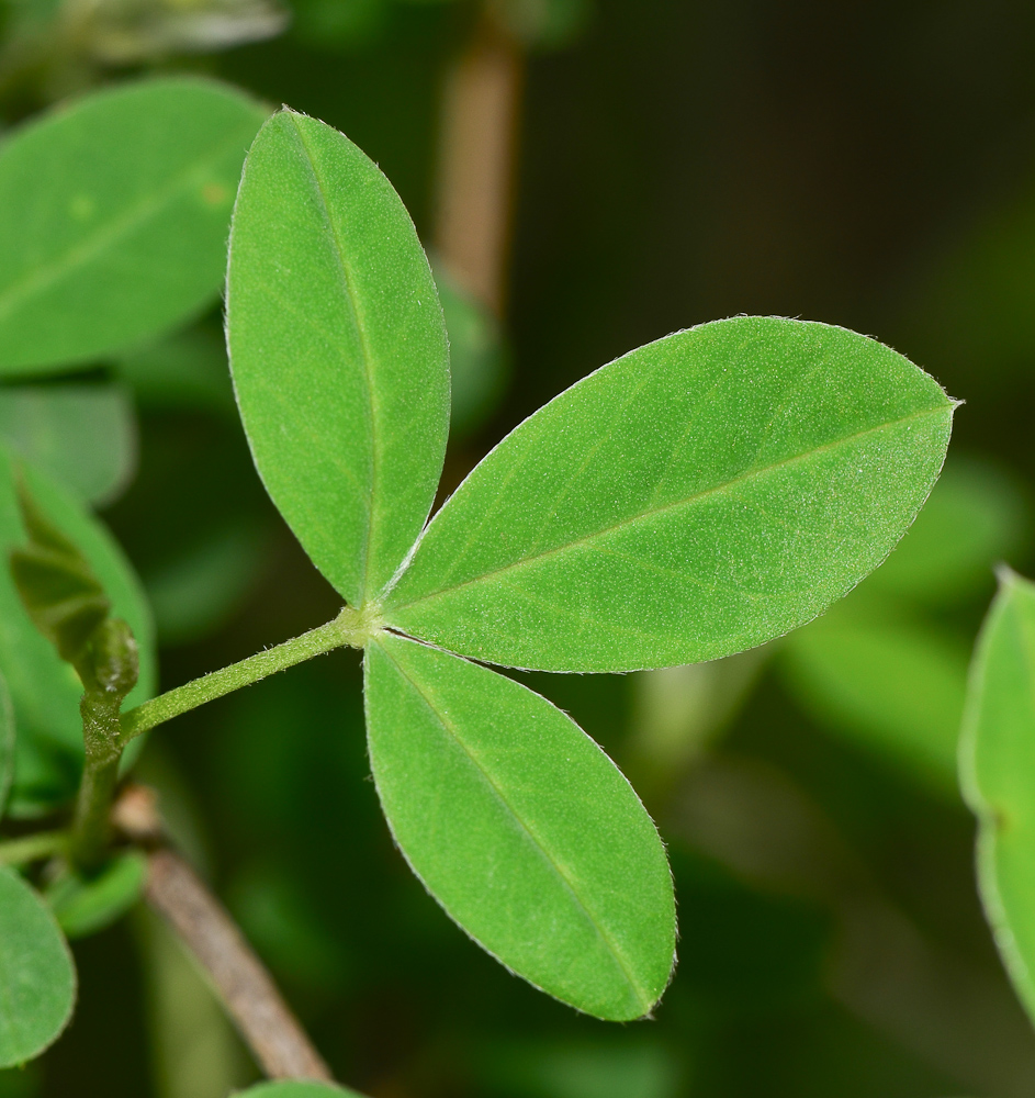 Изображение особи Anagyris foetida.