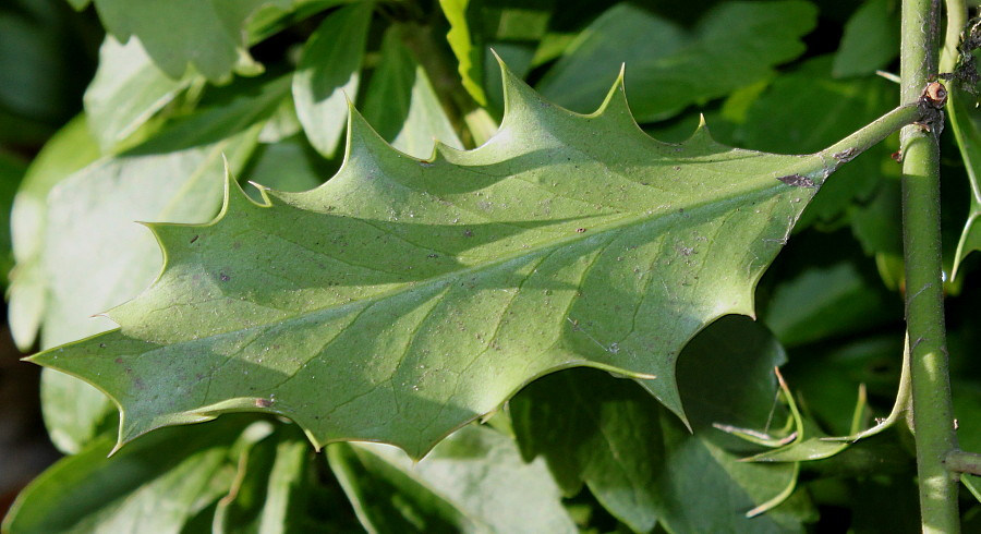 Image of Ilex aquifolium specimen.