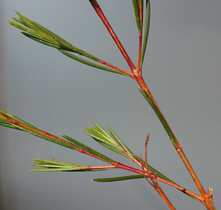 Изображение особи Chamelaucium uncinatum.