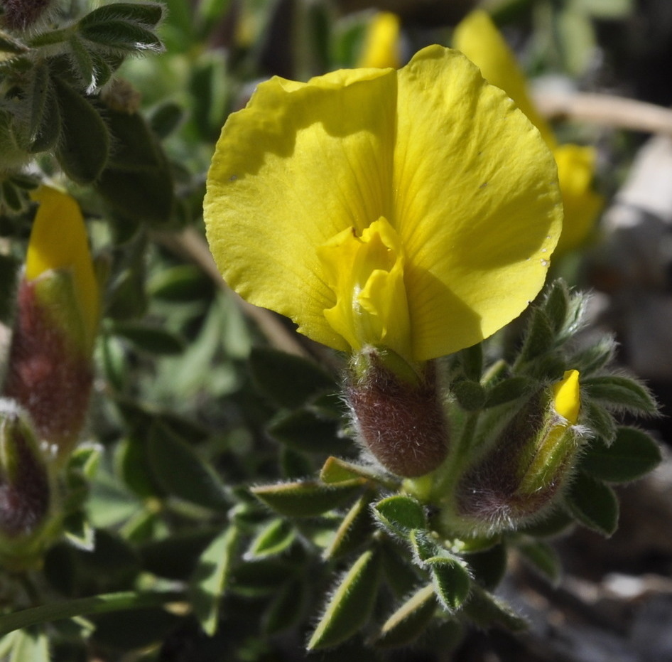 Изображение особи Chamaecytisus polytrichus.