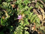 Erodium cicutarium. Цветущее растение. Украина, г. Киев, обочина шоссе. 31.03.2014.