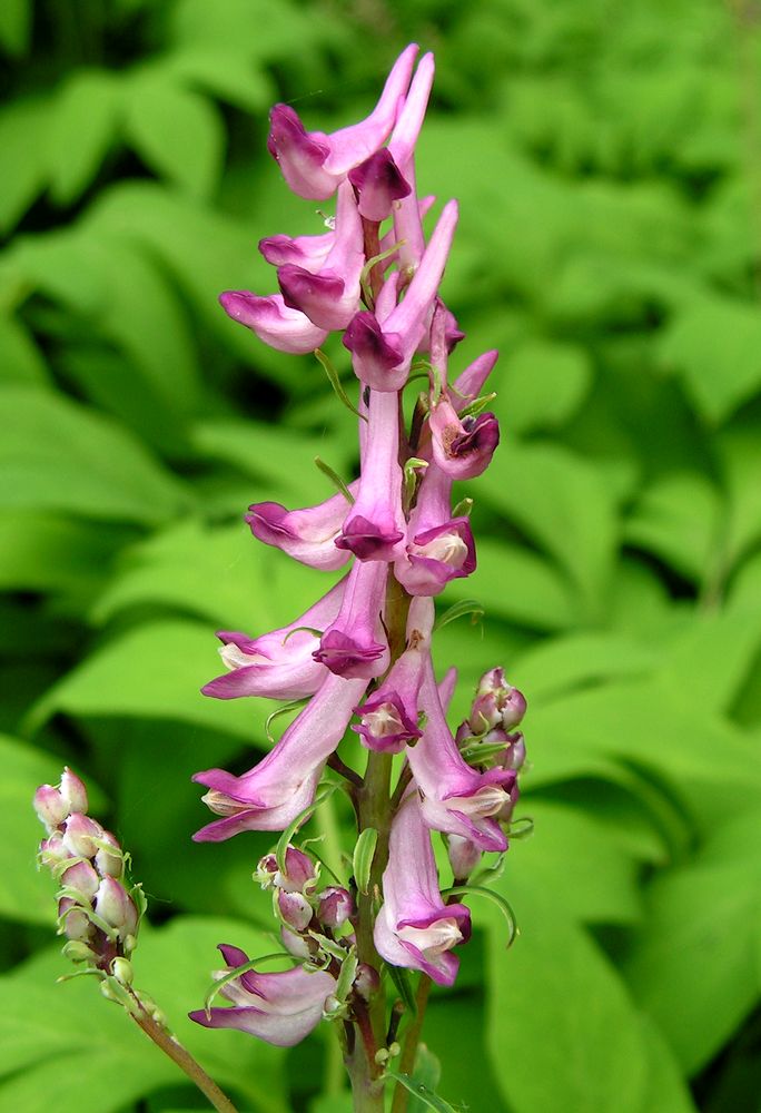 Image of Corydalis multiflora specimen.