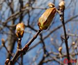 Aesculus hippocastanum