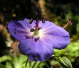 Geranium erianthum. Цветок. Хабаровский край, Ванинский р-н, скальные обнажения в долине р. Уини. 07.07.2013.