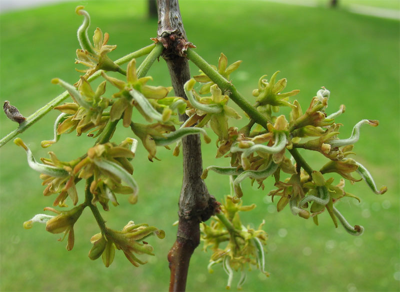 Image of Gleditsia triacanthos specimen.