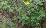 Chamaecytisus austriacus. Ветви цветущего растения. Германия, г. Дюссельдорф, Ботанический сад университета. 28.04.2014.