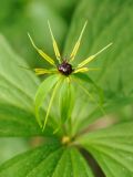 Paris quadrifolia