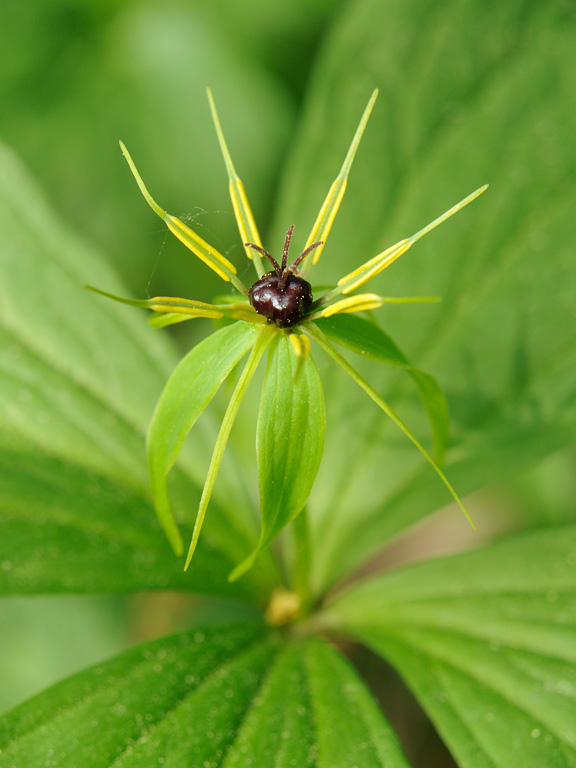 Изображение особи Paris quadrifolia.