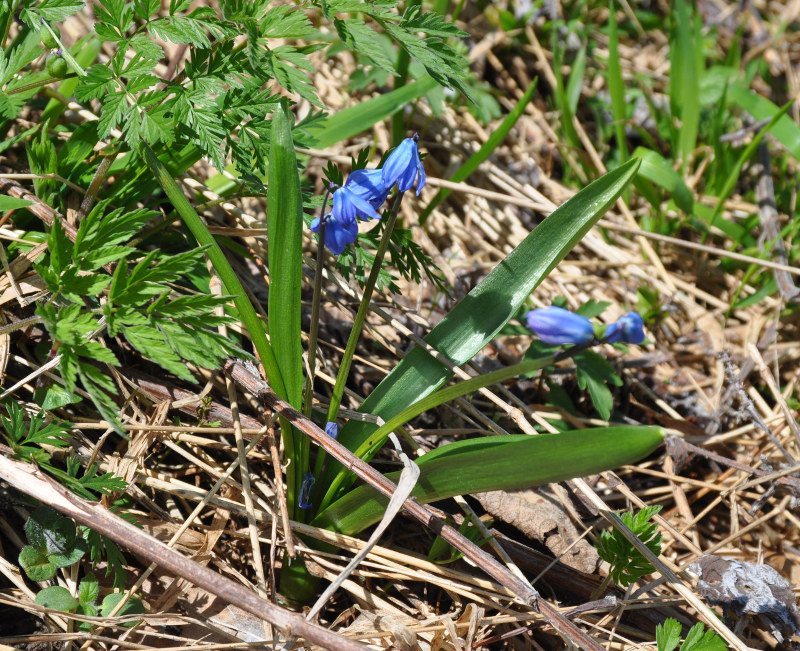 Image of Scilla siberica specimen.