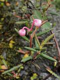 Andromeda polifolia. Цветущее растение. Мурманская обл., окр. г. Мурманск, Лисья сопка, северный склон, болото-плащ. Конец августа.